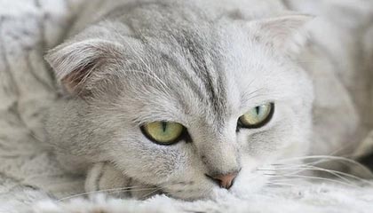 星空体育官方网站-中国女篮提前晋级2026年女篮世界杯正赛