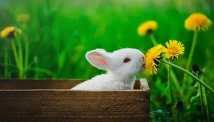 星空体育团队-定位球成最大命门！恒大因此丢冠 最强点变最短板